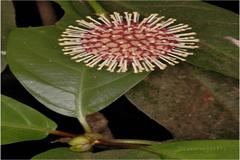 Neonauclea purpurea